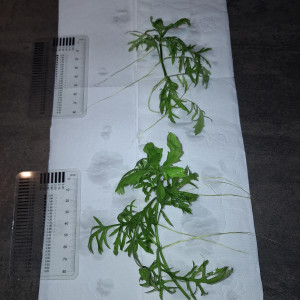 Hygrophila difformis