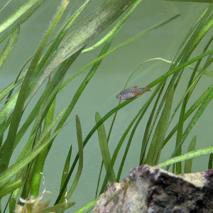 Donne rasbora galaxy pour son bien être