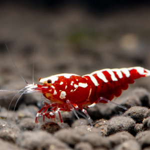 Recherche Red galaxy fishbone