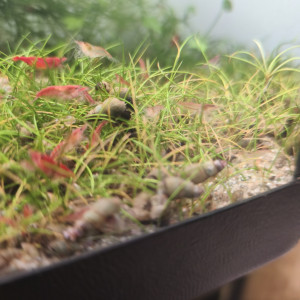 neocaridina davidi red cherry - déclassé