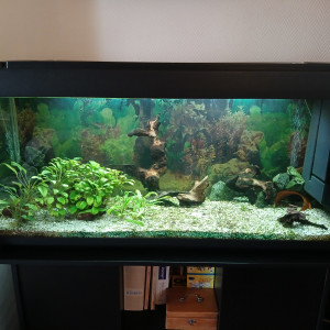 Don aquarium et poissons