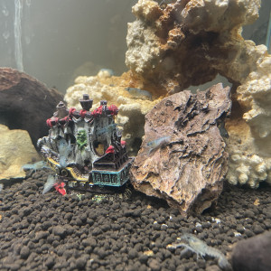 Écrevisses cherax quadricarinatus juvénile