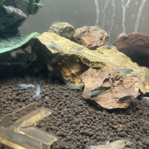 Écrevisses cherax quadricarinatus juvénile