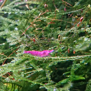 Neocaridina Red cherry