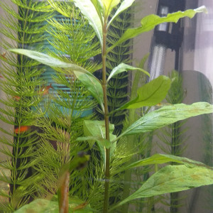 Plante Hygrophila polysperma.