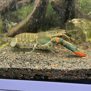 Aquarium complet avec meuble et vivants