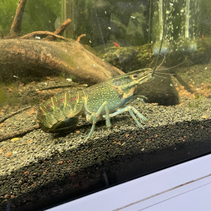 Aquarium complet avec meuble et vivants