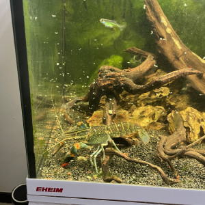 Aquarium complet avec meuble et vivants