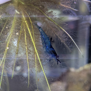 Néocaridina blue velvet.