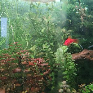 Guppy, xipho et ancistrus