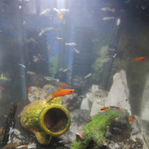 Guppy, xipho et ancistrus