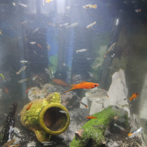 Guppy, xipho et ancistrus
