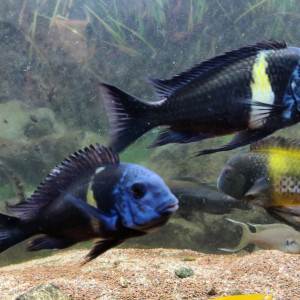 Lot complet de Cichlidés Tanganyika / Malawi adultes – Tropheus Ikola, Duboisi, Aulonocara