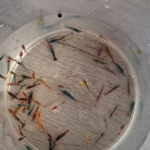 Crevette neocaridina déclassé tout venant