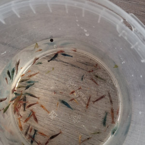 Crevette neocaridina déclassé tout venant