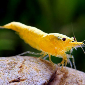 Crevettes Yellow néon