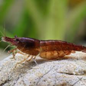 Crevettes sakura chocolat