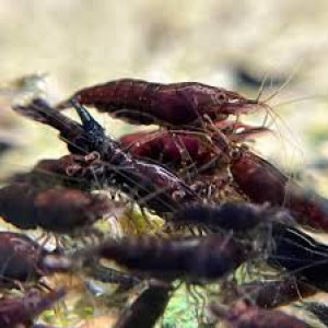 Crevettes sakura chocolat