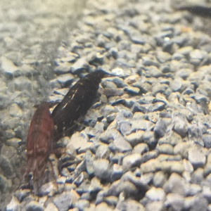 Crevettes sakura chocolat