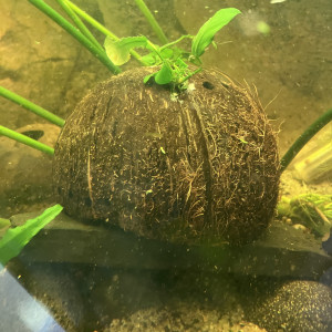 Noix ? de coco avec 2 anubias nana Tropical