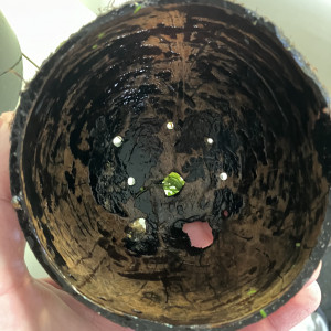 Noix ? de coco avec 2 anubias nana Tropical