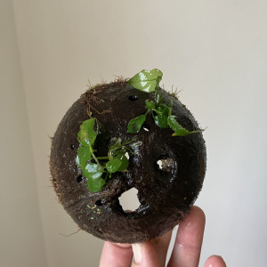 Noix ? de coco avec 2 anubias nana Tropical