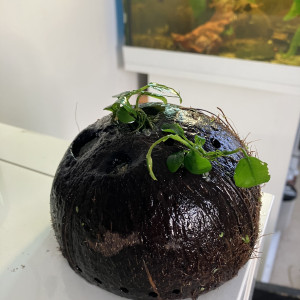 Noix ? de coco avec 2 anubias nana Tropical