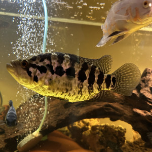 Parachromis Managuensis
