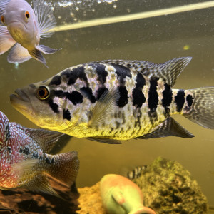 Parachromis Managuensis