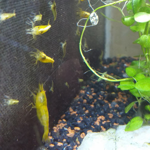 Yellow néons