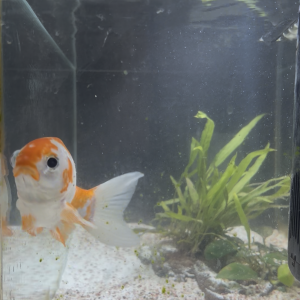 Don d'un poisson rouge
