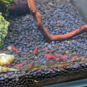 Neocaridina red cherry