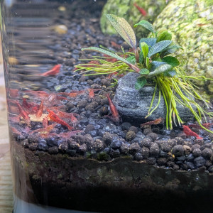 Neocaridina red cherry