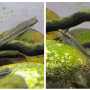Gobie stiphodon semoni