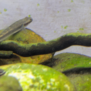 Gobie stiphodon semoni