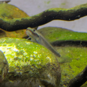 Gobie stiphodon semoni