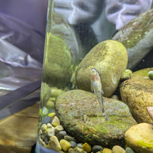 Otocinclus affinis