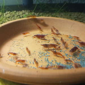 Neocaridinia heteropoda Red Fire