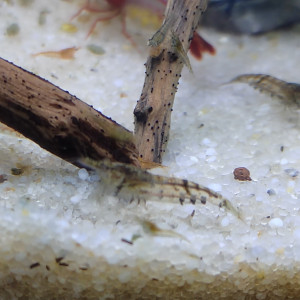Crevettes déclassées