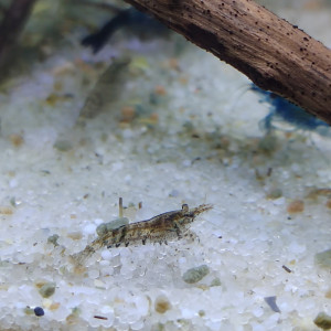 Crevettes déclassées