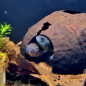 Jeune betta antuta