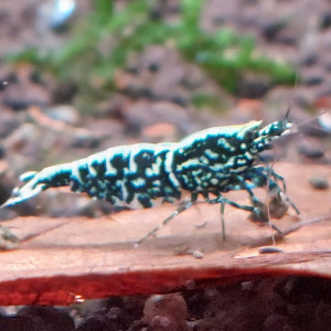 Lot de 10 Wicked Stardust KW 2024 lineage