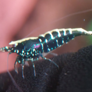 Lot de 10 Wicked Stardust KW 2024 lineage