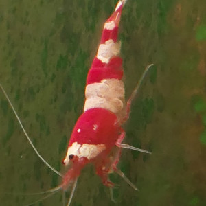 Caridina Crystal Red (CRS) lot de 12  (sur sol neutre et/ou sol technique)