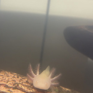 Axolots
