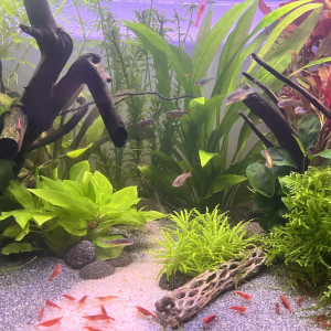 Crevette Sakura red
