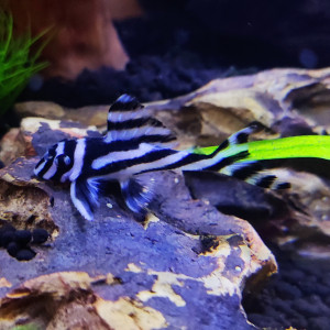 Hypancistrus zebra