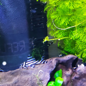Hypancistrus zebra