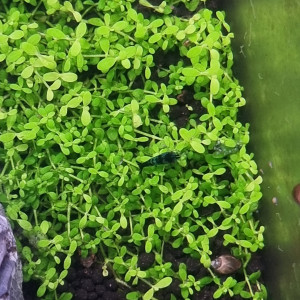 Crevettes neocaridina hybride blue velvet / blue dream, low grade ou déclassées