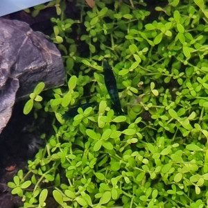 Crevettes neocaridina hybride blue velvet / blue dream, low grade ou déclassées